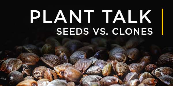 Cannabis in South Africa: Choosing Between Clones and Seeds